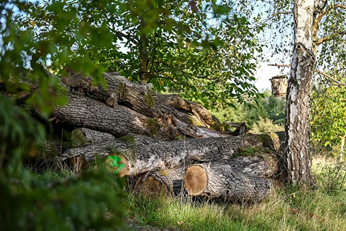 Wood avalanche