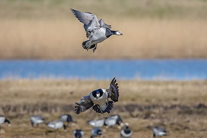 Goose landing approach