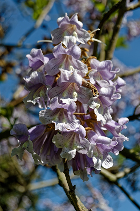 Blauglockenbaum / Kaiserbaum