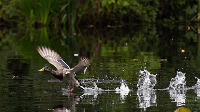 Ente im Abflug