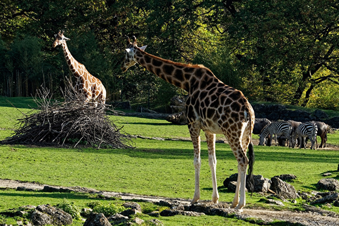 Giraffen