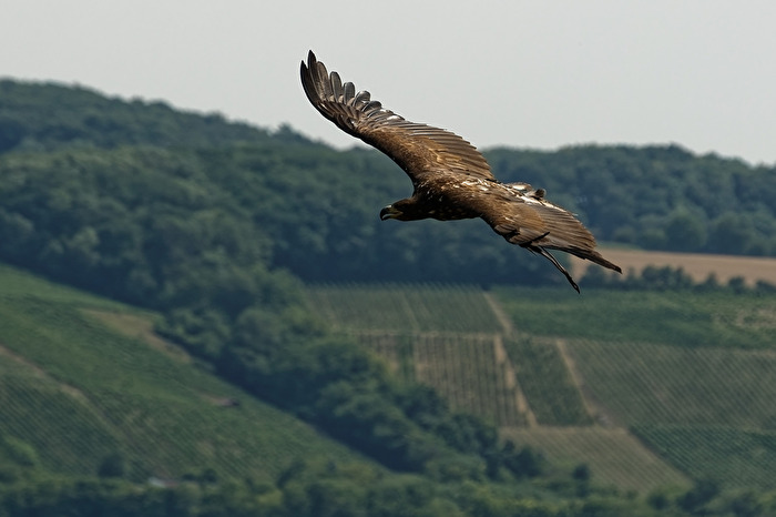 Weißkopf - Seeadler