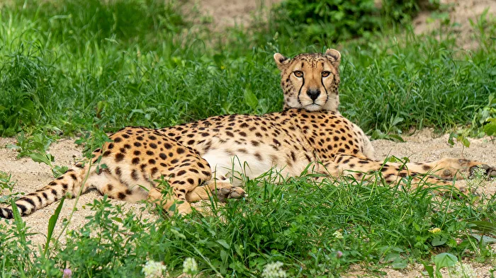 Cheetah