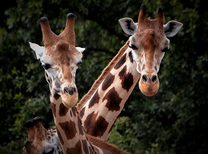 Zoom Zoo visit