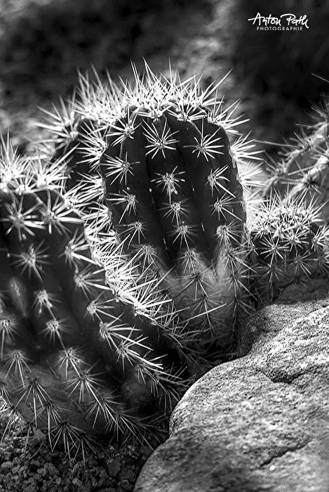 Cacti