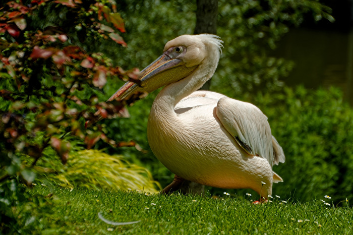 Pelikan