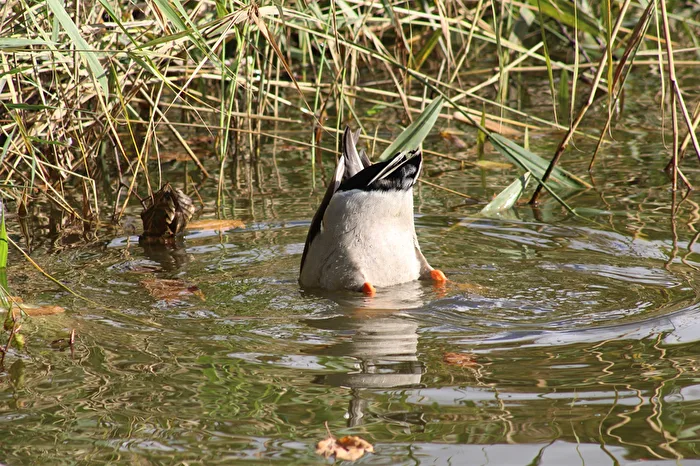 Little head in the water, little tail in the air.....