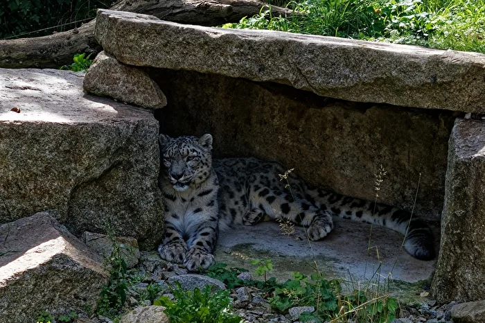 Snow Leopard
