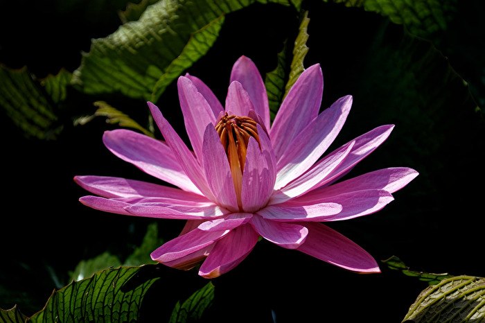 Seerose