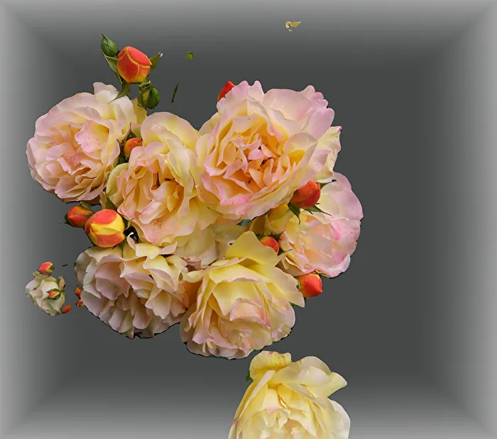 Yellow roses with buds
