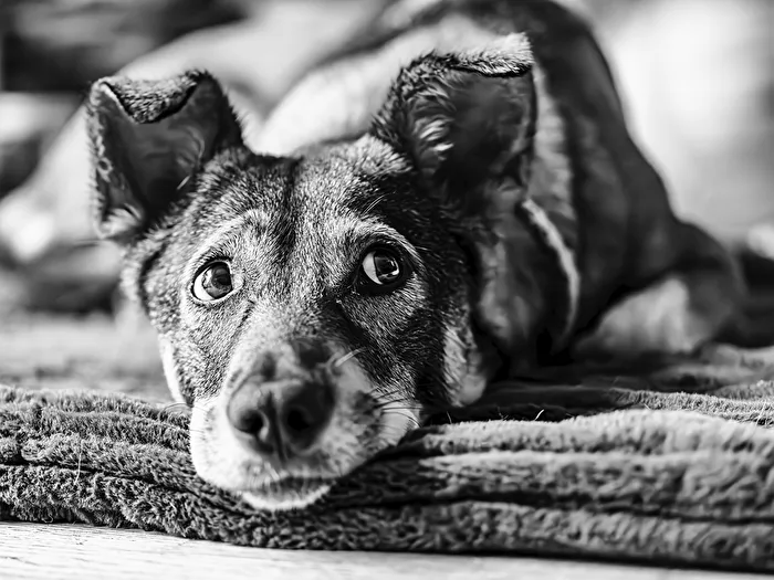 Hunde Monochrom