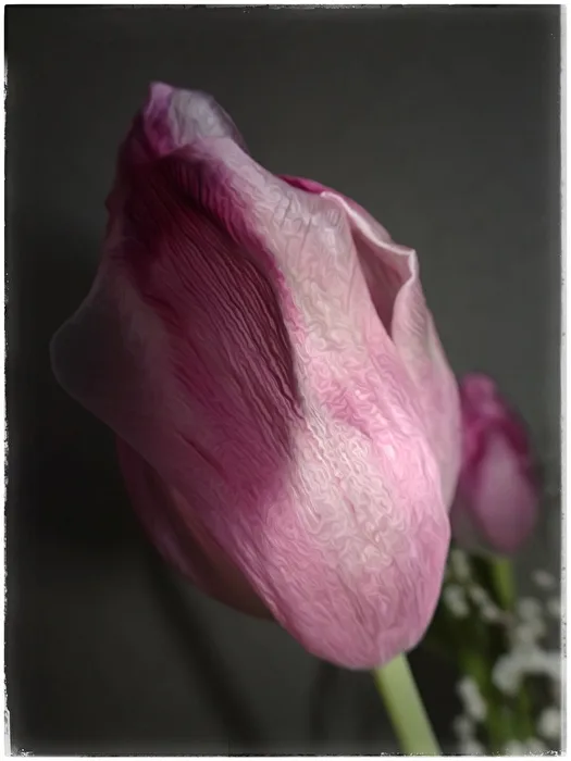 ...im Tulpen Modus