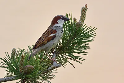 Haussperling