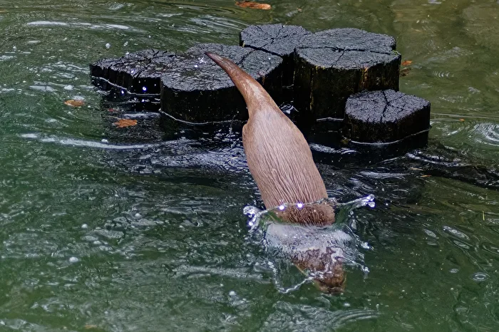 Otter
