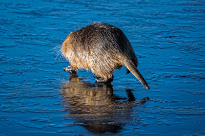 Nutria