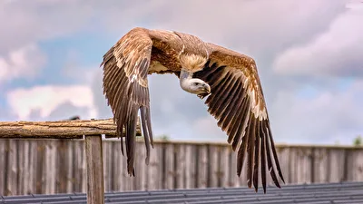 ZooParc de Beauval/F. 7
