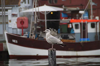 Möwe