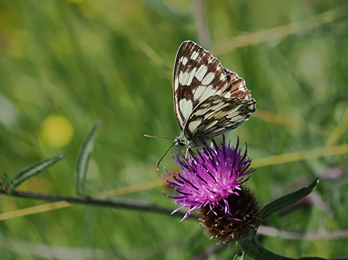 Schachbrettfalter