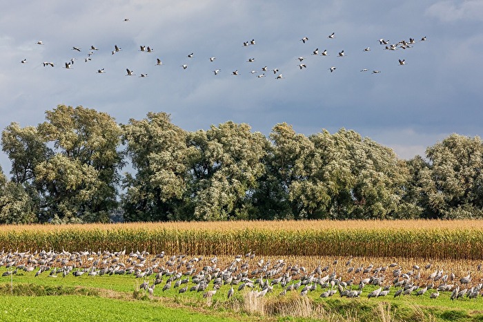 Kranichbeobachtung Fischland-Darß