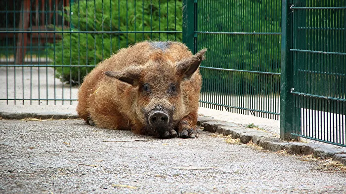 Wollschwein