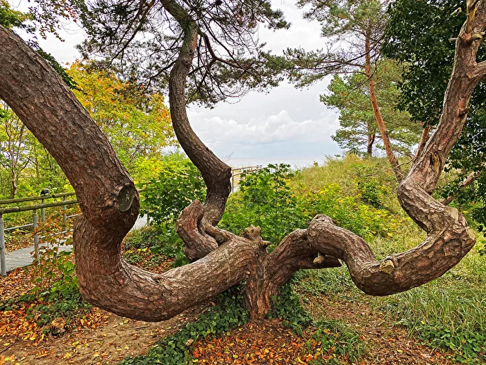 Baum