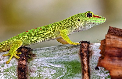 Madagaskar Taggecko (Phelsuma madagascariensis)