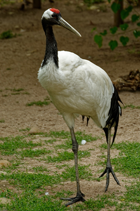 Mandschurenkranich