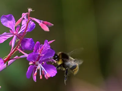 Anflug auf die Futterstelle