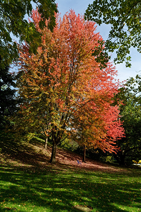 Herbstbaum
