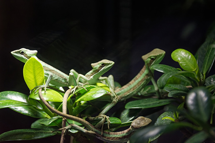 Österlicher Kronenbasilisk