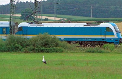 Zugvögel