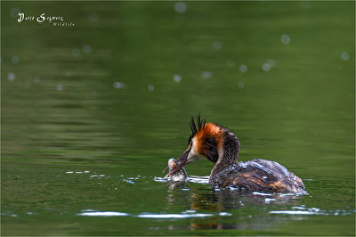 kleine Snack zwischendurch