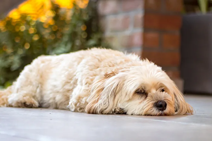 Hunde