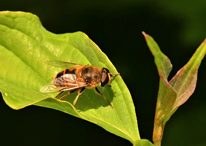 " Kleiner Brummer "
