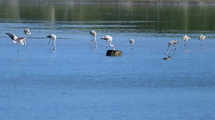 Flamingos