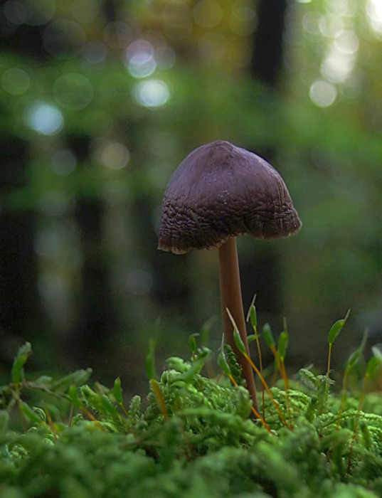 Pilz