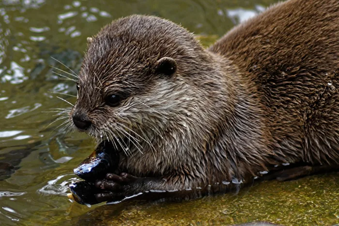 Nutria enana