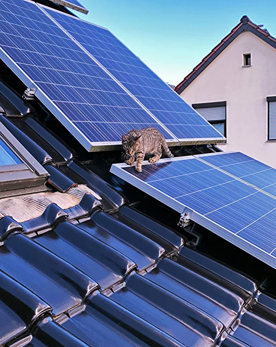 Energy / The Cat on the Roof