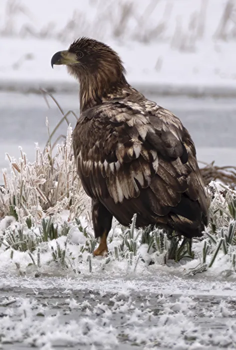 White-tailed Eagle