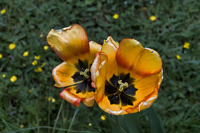 Tulpenblüten
