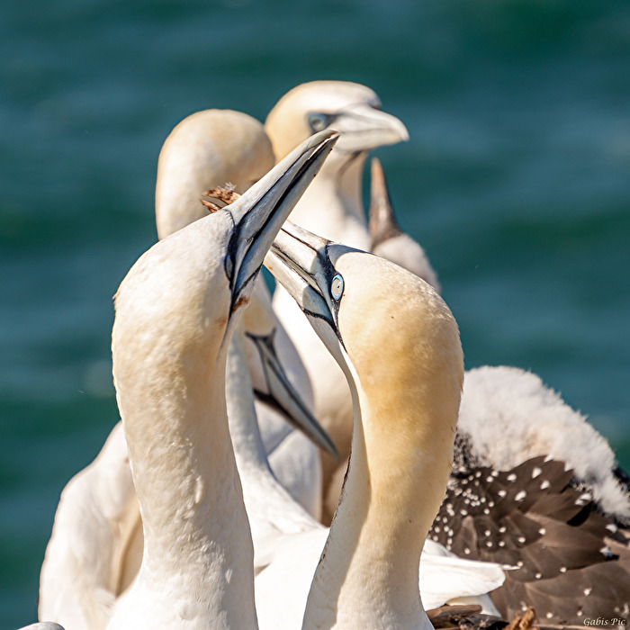 Vögel