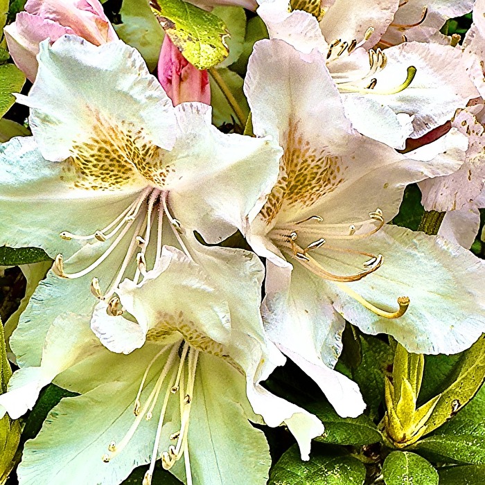 Rhododendron