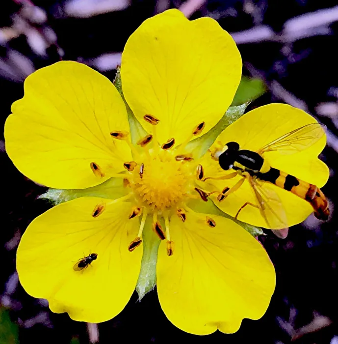 Sphaerophoria scripta / Gemeine Langbauchschwebfliege
