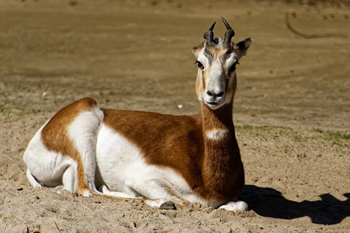 Mhorr gazelle