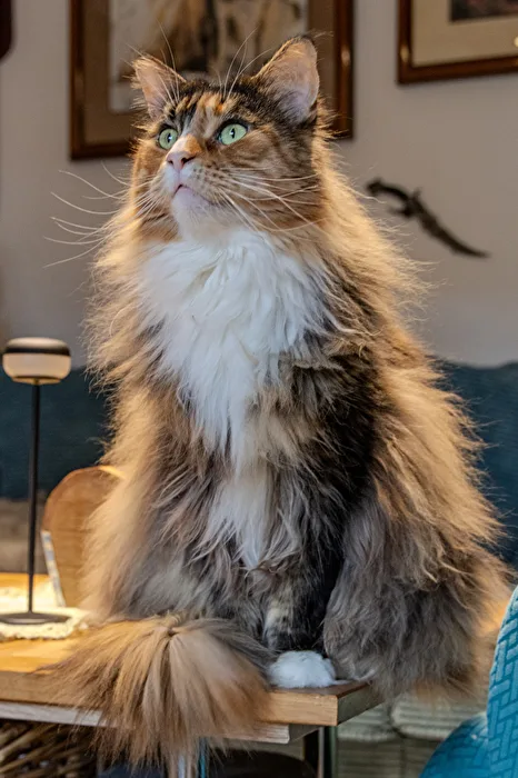 Maine Coon cat