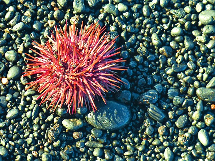 Seeigel an Land