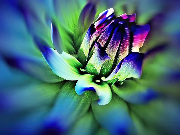 Alienation of a Dahlia Bloom