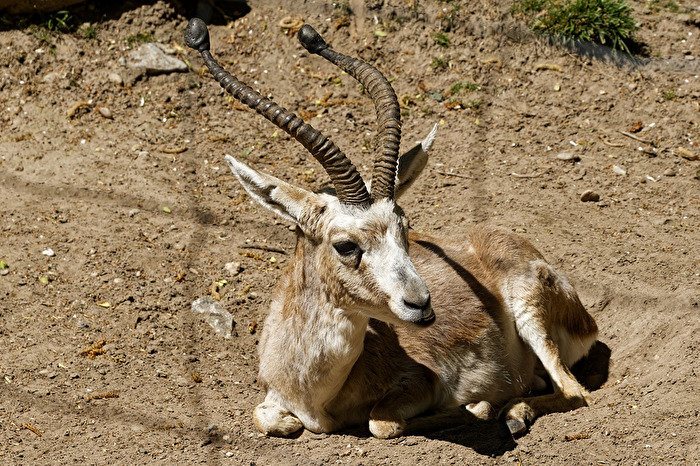 Persische Kropfgazelle