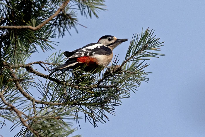Great Spotted Woodpecker in observation position