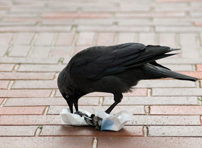 Vögel